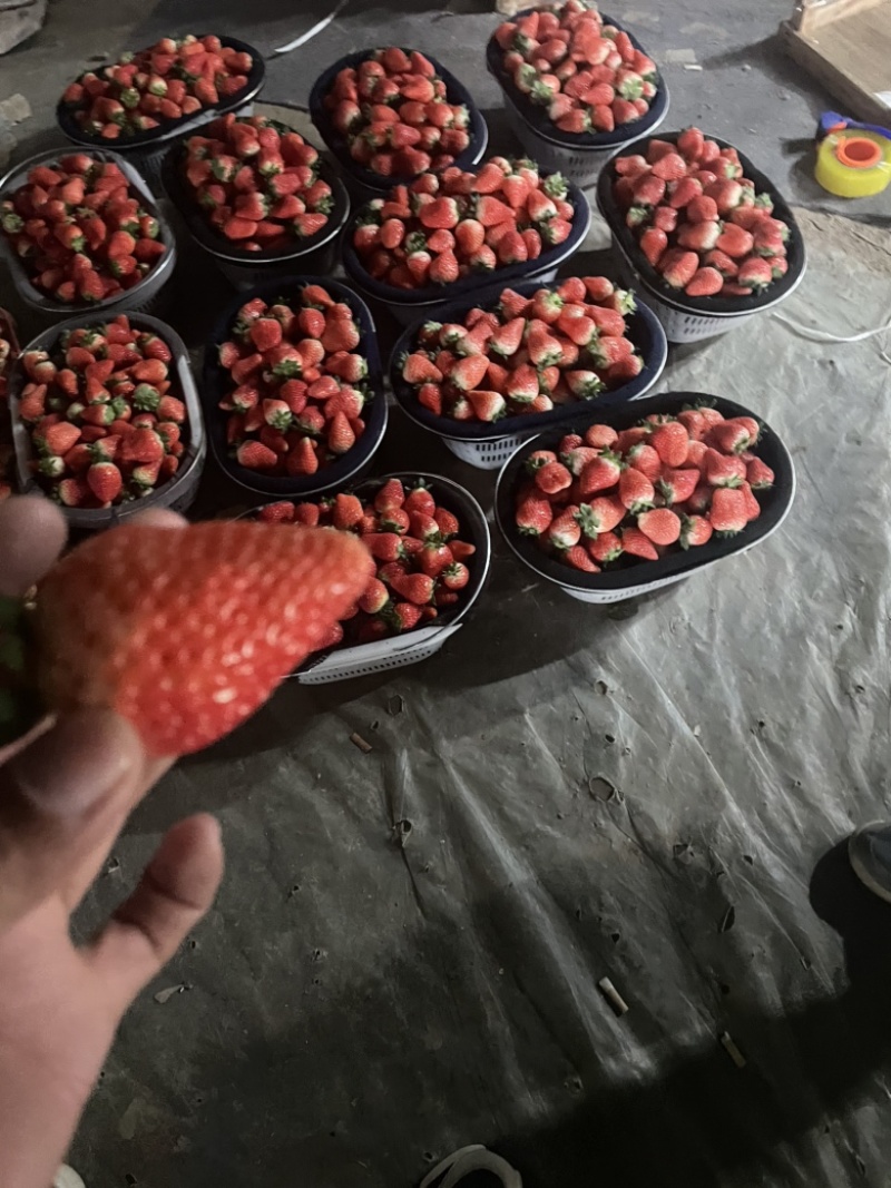天仙醉草莓大量上市规格齐全支持各种包装需要老板联系