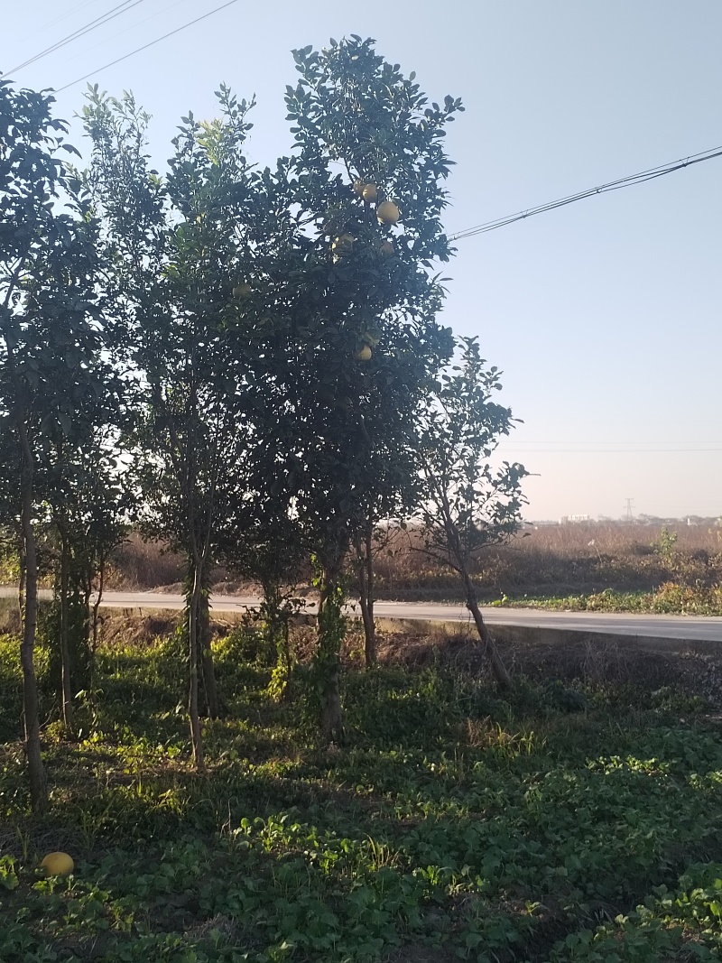 江西香泡品质保证产地直发可视频看货欢迎咨询！