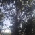 江西香泡品质保证产地直发可视频看货欢迎咨询！