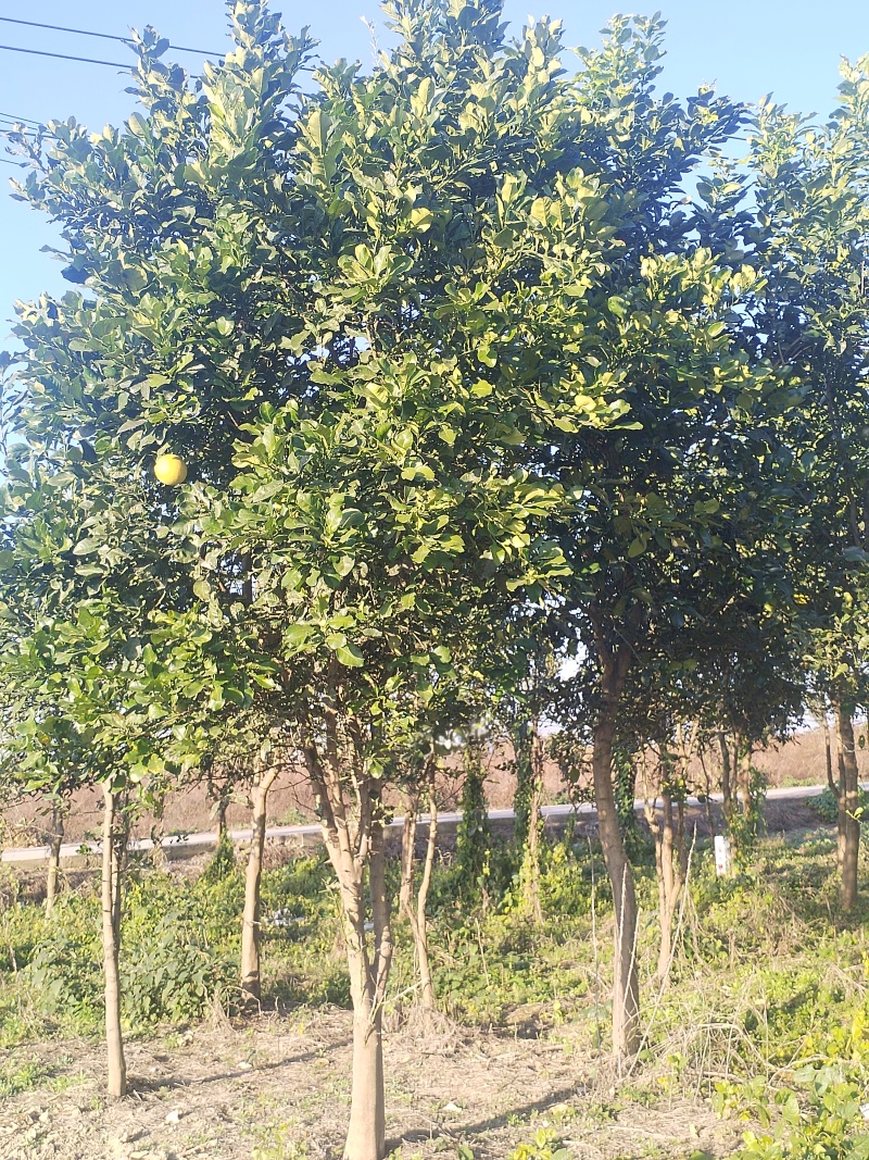 江西香泡品质保证产地直发可视频看货欢迎咨询！