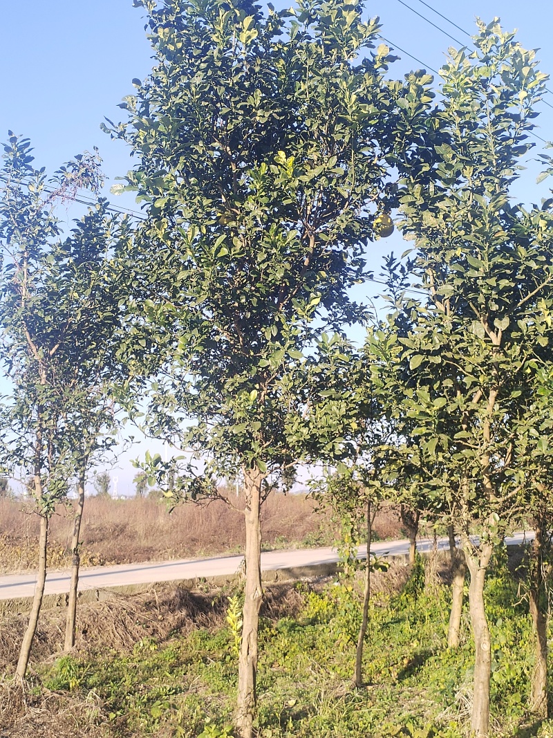 江西香泡品质保证产地直发可视频看货欢迎咨询！