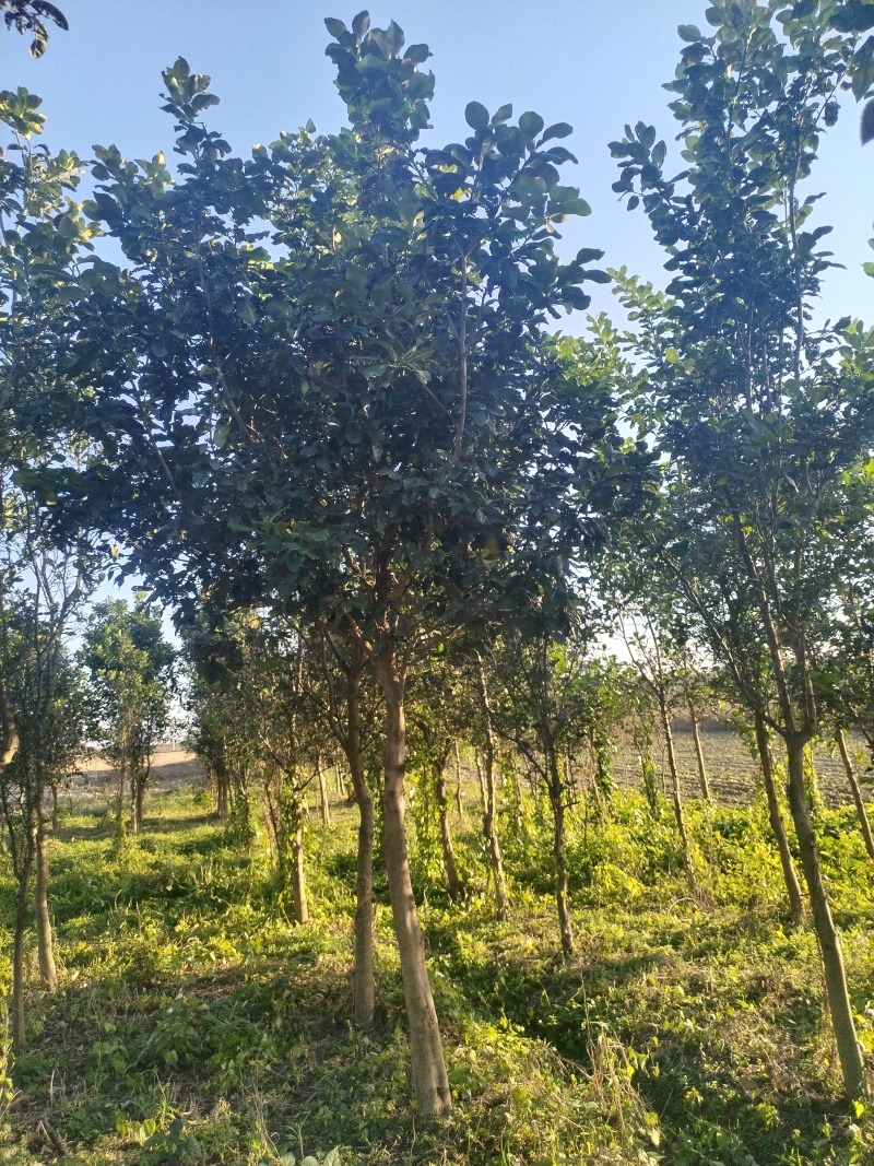 江西香泡品质保证产地直发可视频看货欢迎咨询！