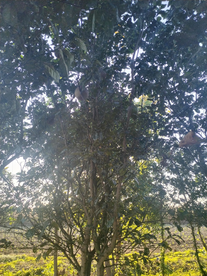 江西香泡品质保证产地直发可视频看货欢迎咨询！