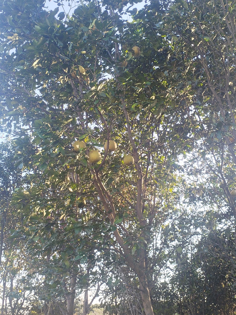 江西香泡品质保证产地直发可视频看货欢迎咨询！
