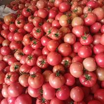 精品毛粉口感西红柿大量有货对接商超市场平台