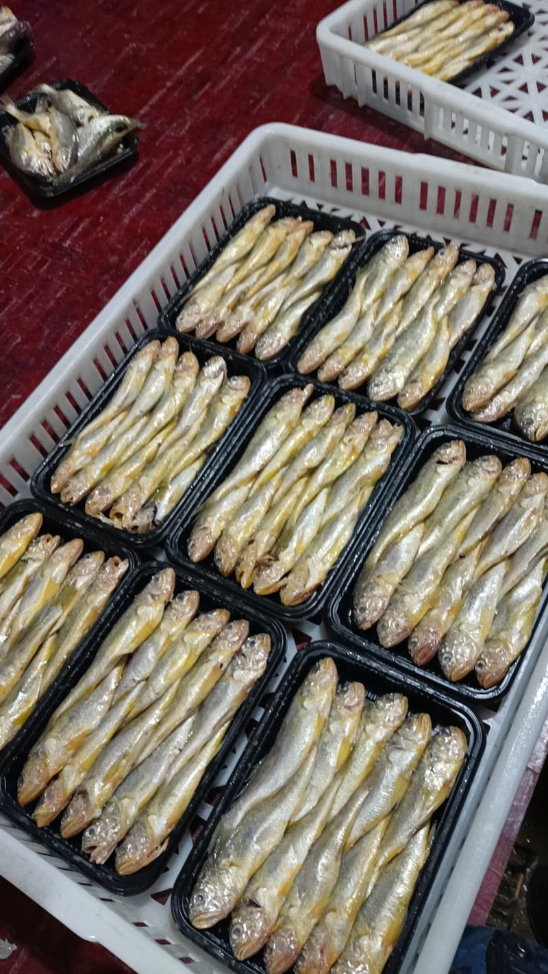 黄花鱼/小黄鱼/港口货源/全国对接电商，微商，商超