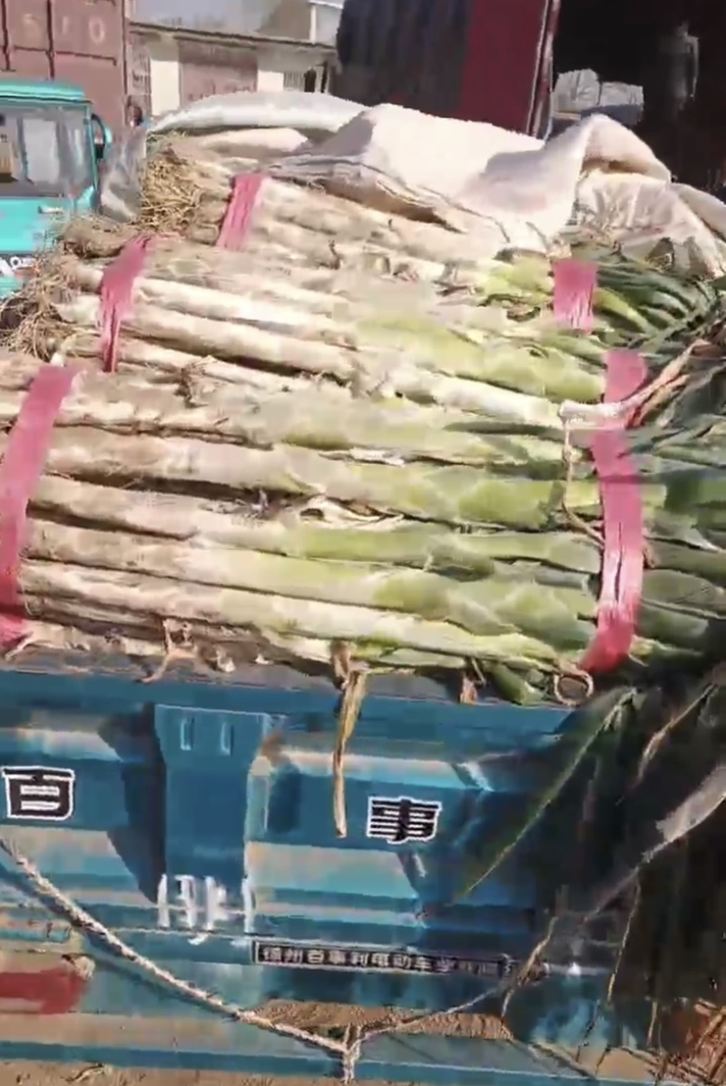 精选大葱大量现货产地直发货源充足供应全国市场批发商