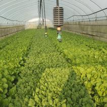 专业种植小白菜每天可以出货2千到4千斤左右寻找长期买主