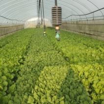 专业种植小白菜每天可以出货2千到4千斤左右寻找长期买主