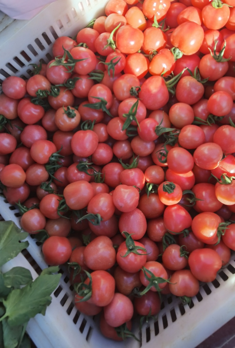 新上市山西圣女果