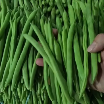 无筋豆