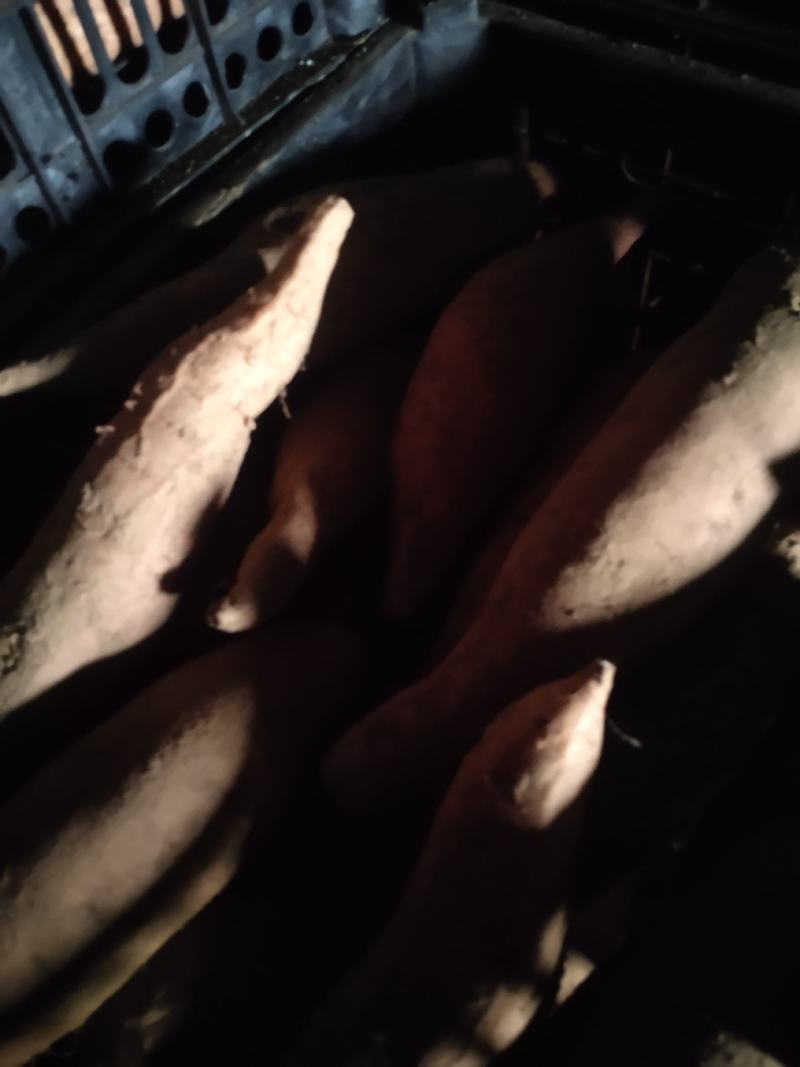 细面土烟薯25