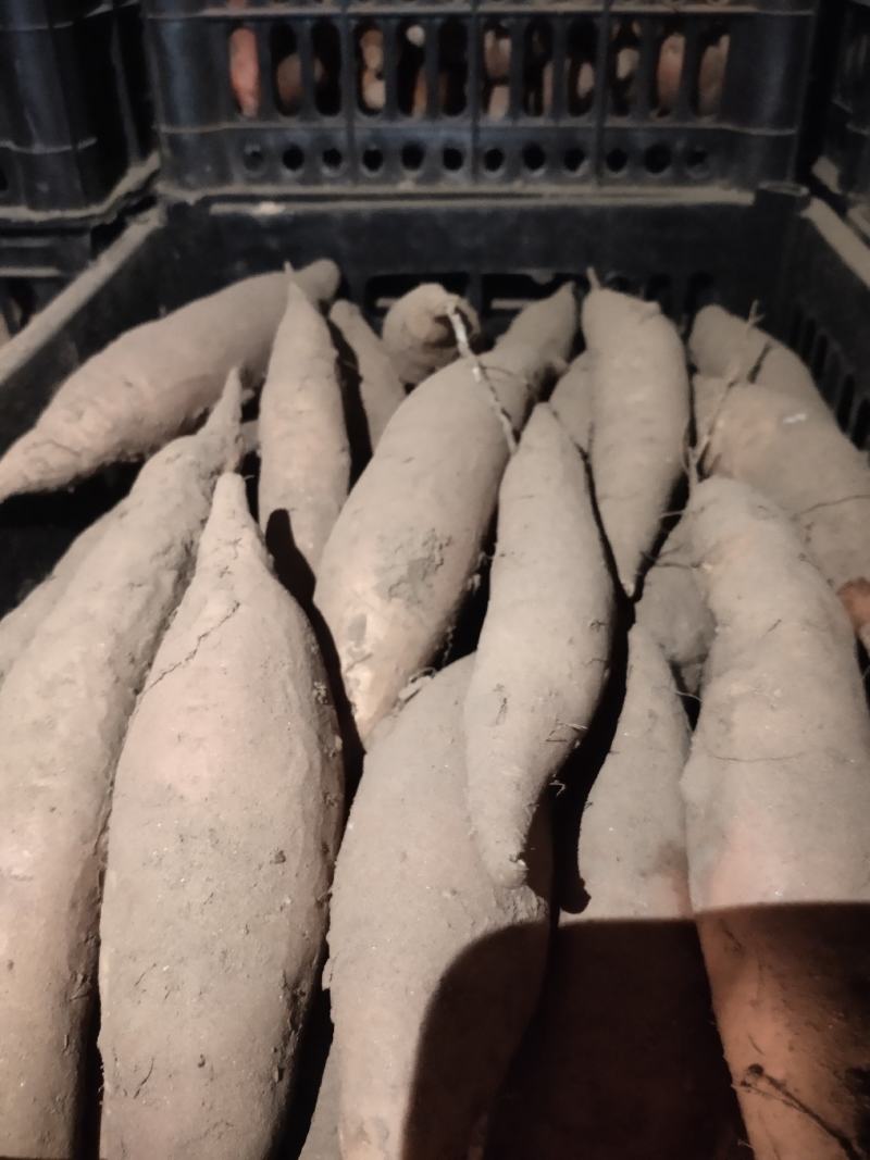 细面土烟薯25