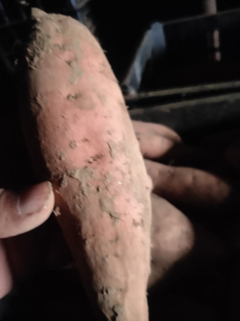 细面土烟薯25