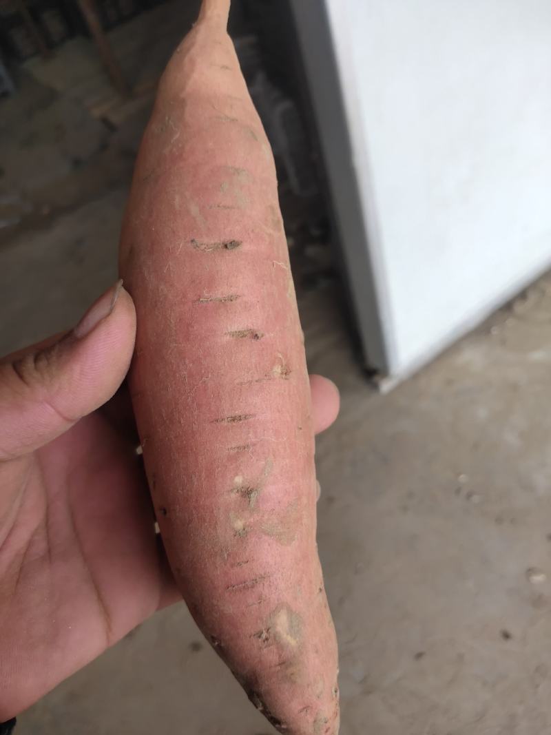 细面土烟薯25