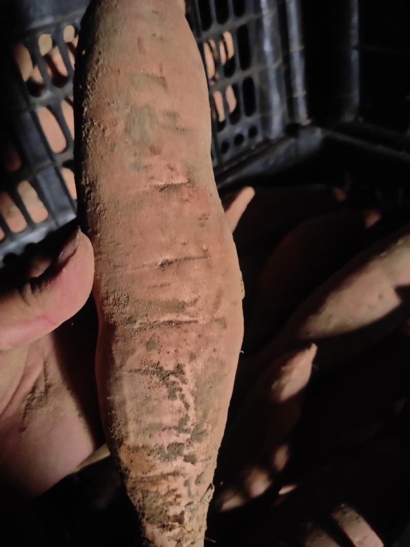 细面土烟薯25