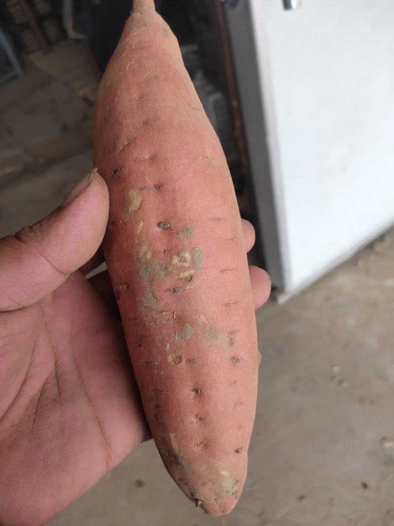 细面土烟薯25
