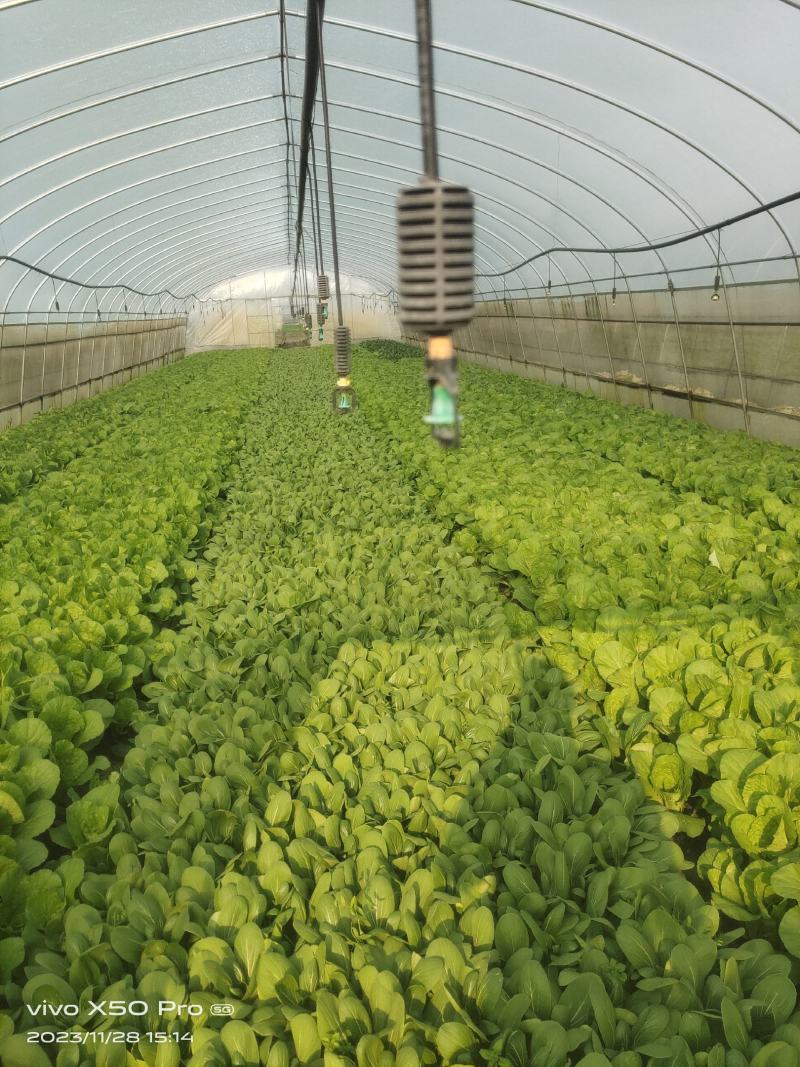 专业种植小白菜每天可以出货2千到4千斤左右寻找长期买主