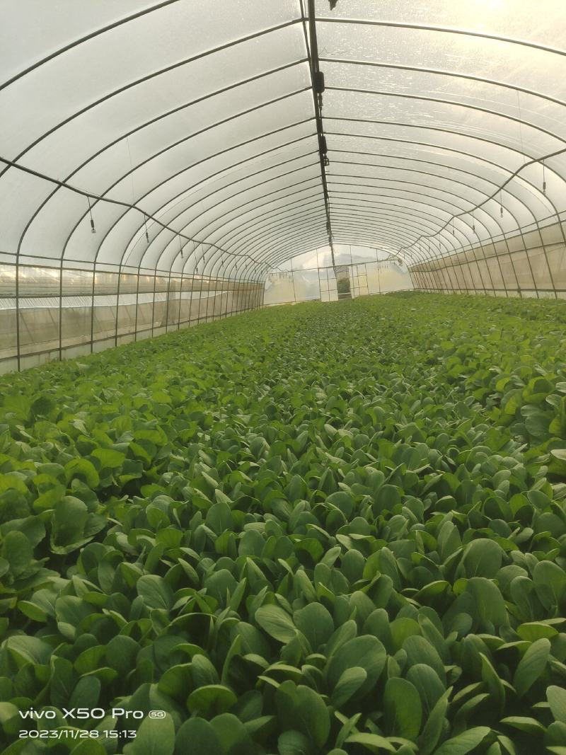专业种植小白菜每天可以出货2千到4千斤左右寻找长期买主