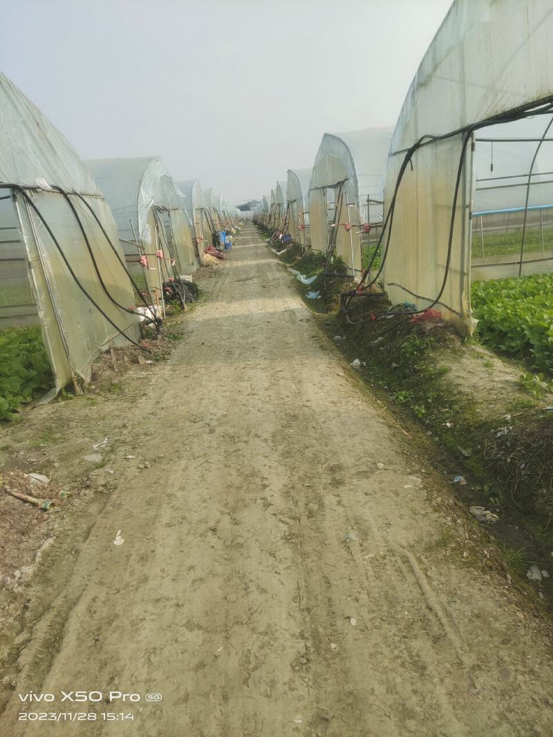 专业种植小白菜每天可以出货2千到4千斤左右寻找长期买主
