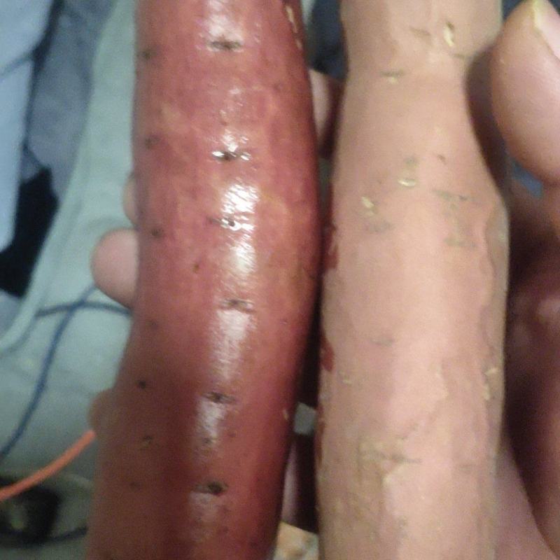 细面土烟薯25