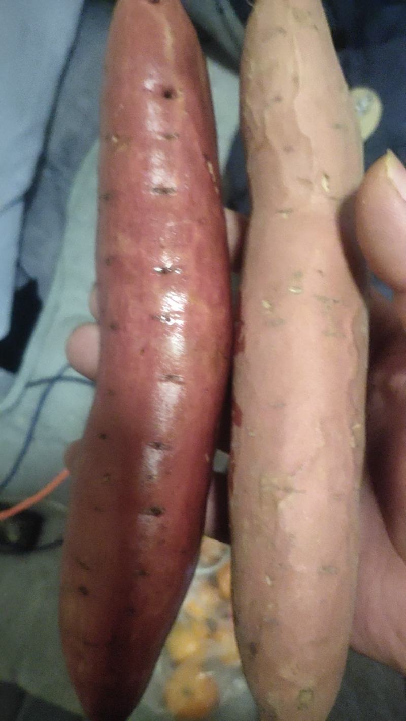细面土烟薯25