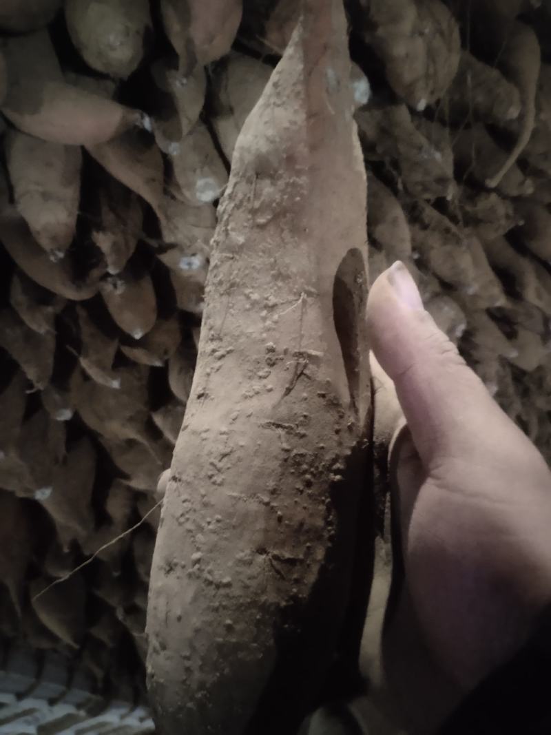 细面土烟薯25