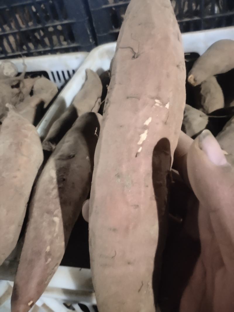 细面土烟薯25
