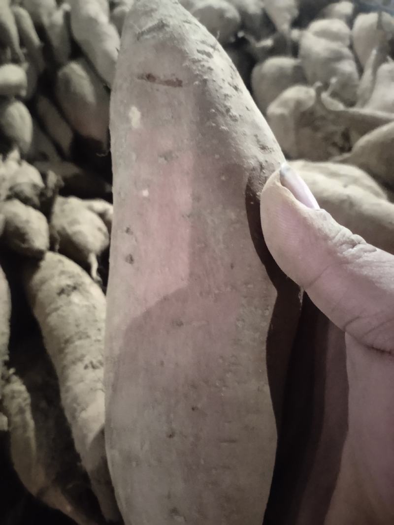 细面土烟薯25