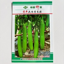 高产绿长茄子种子绿霸青丰大肉青长茄子种籽春季秋季盆栽蔬菜