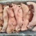 肥猪猪头肉，新货，长期生产，品质保证，供应稳定