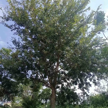 大量出售朴树