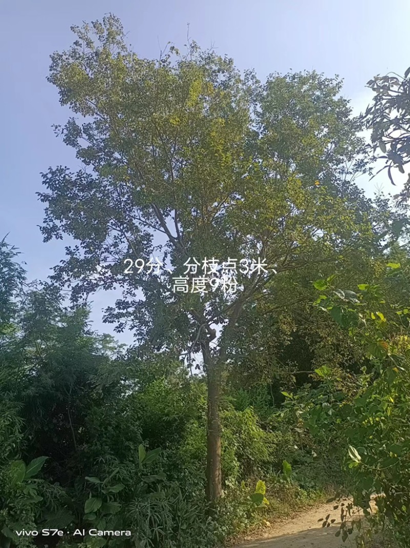 大量出售朴树