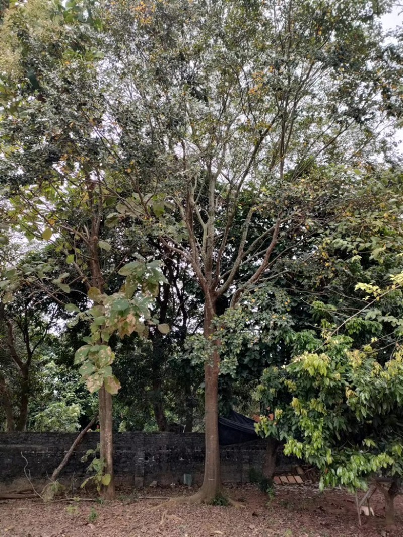 大量出售朴树