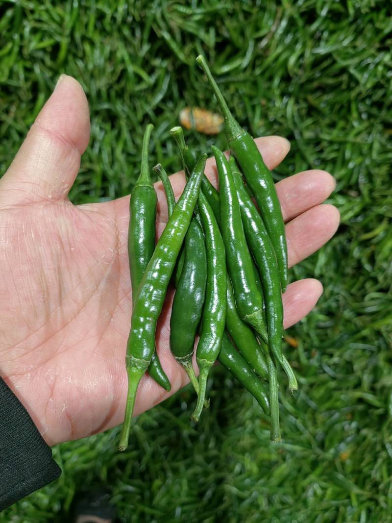 精品青小米椒，大量有货，一手货源，全国发货