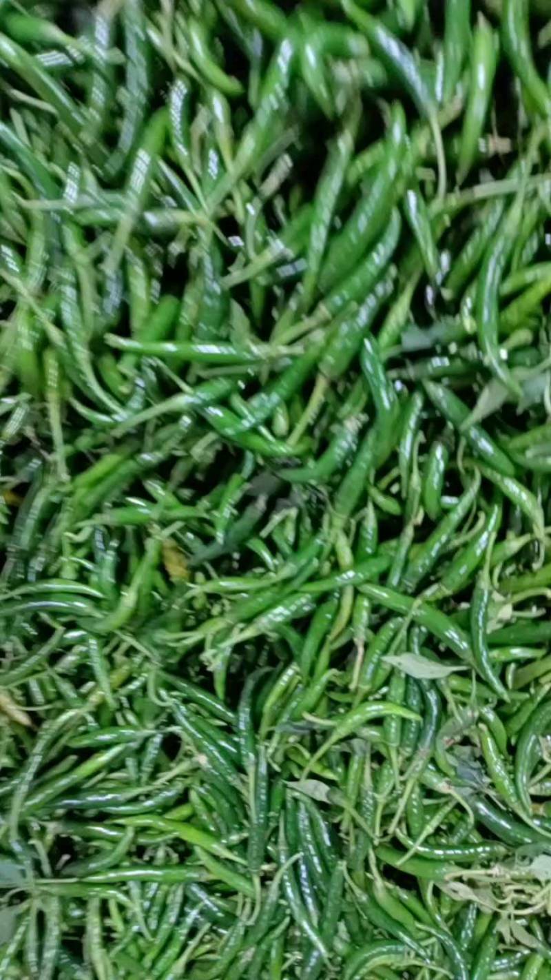 精品青小米椒，大量有货，一手货源，全国发货