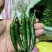 精品青小米椒，大量有货，一手货源，全国发货