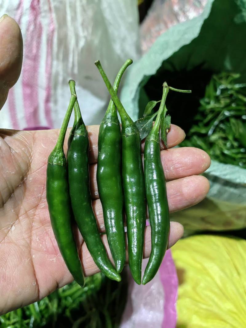 精品青小米椒，大量有货，一手货源，全国发货