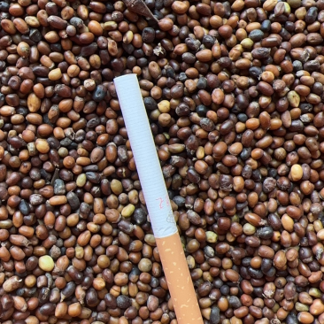 陕西商洛苦参种籽，价格，大量上市，价格可议，