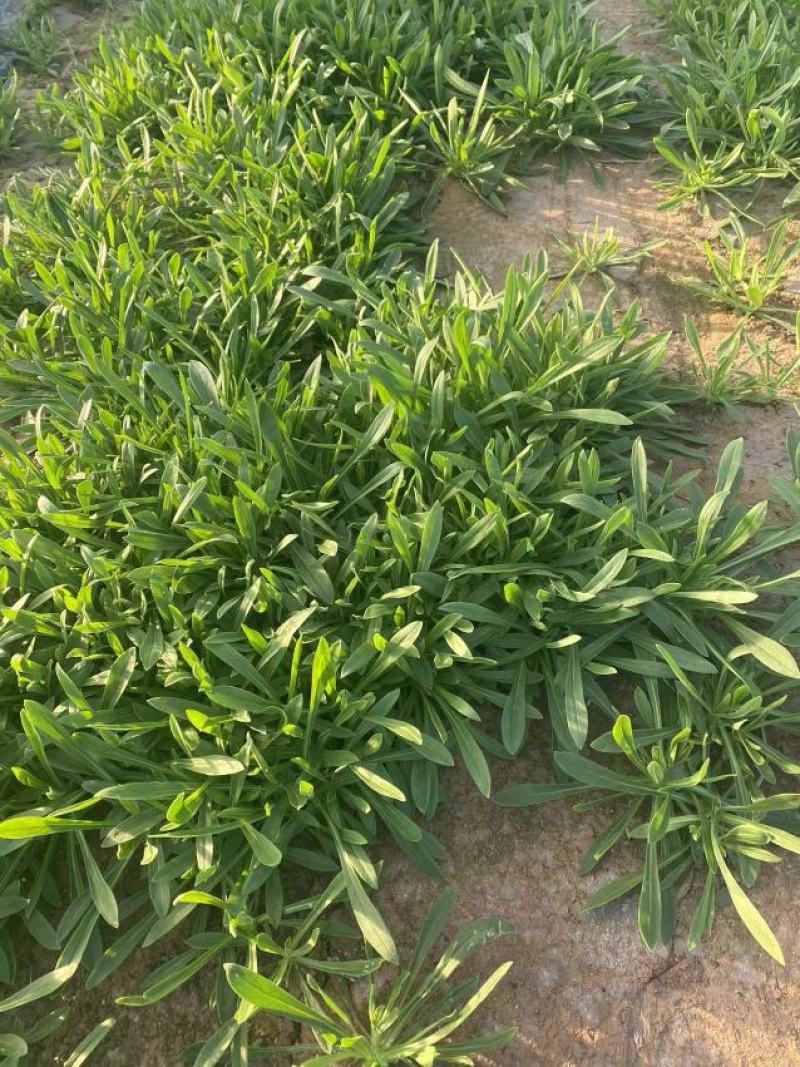 聊城大量常年供应特菜田七菜，穿心莲，欢迎全国客户联系。