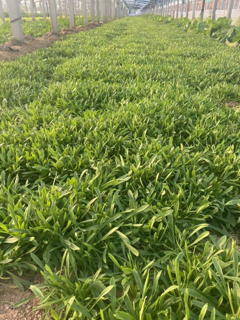 聊城大量常年供应特菜田七菜，穿心莲，欢迎全国客户联系。