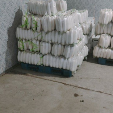 精品白萝卜
