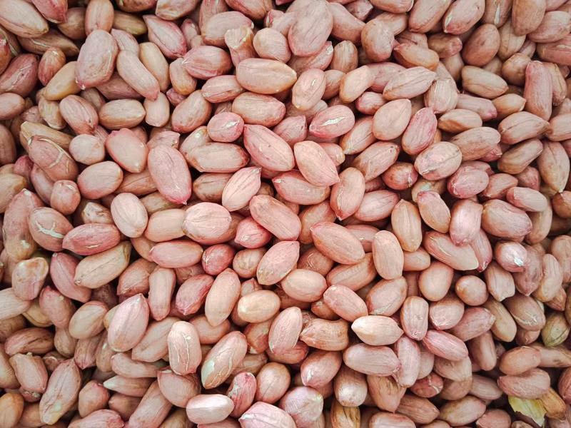 精品优质花生米白沙精选米通货油料大量供应需要的联