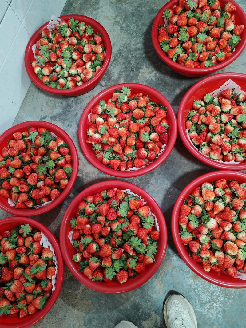 红颜草莓，太空草莓，大叶宁玉
