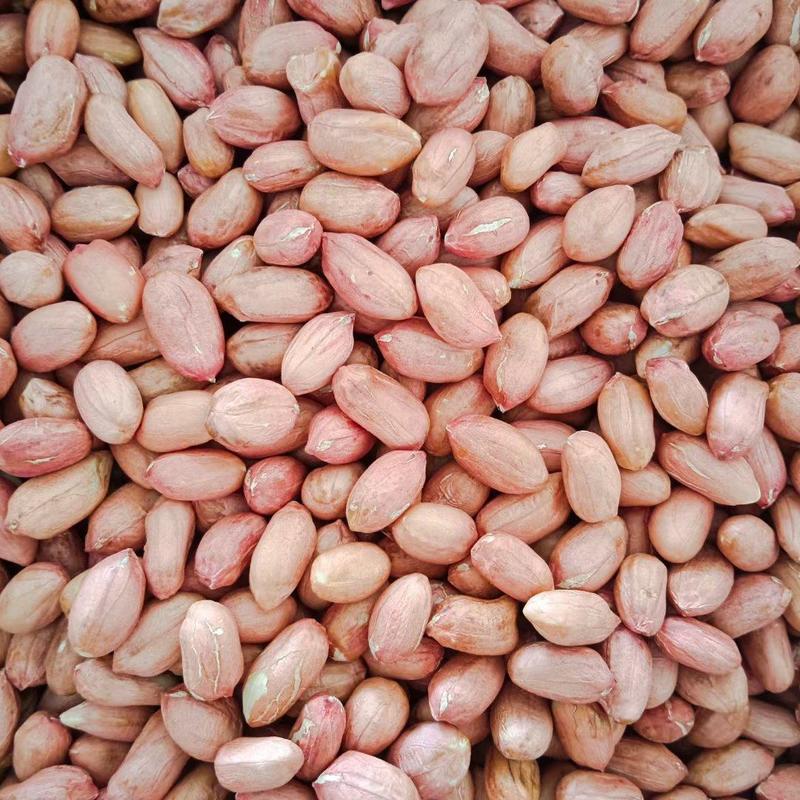 大量供应花生米白沙精选米油料米各种规格需要的联系