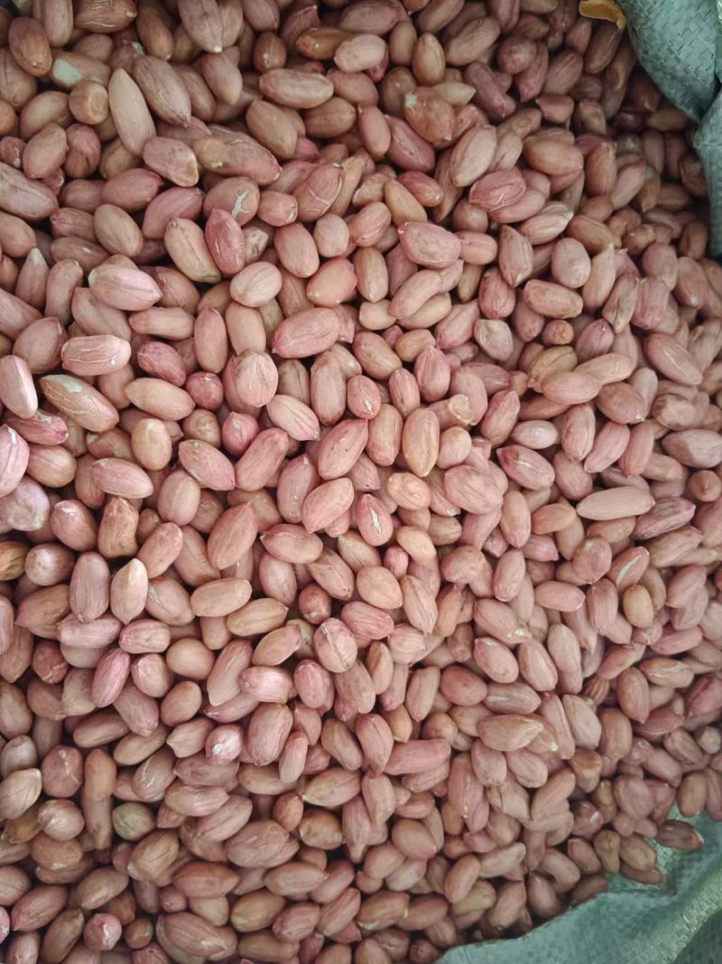 大量供应花生米白沙精选米油料米各种规格需要的联系