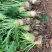 大头菜工厂货大量现货每天可出100吨