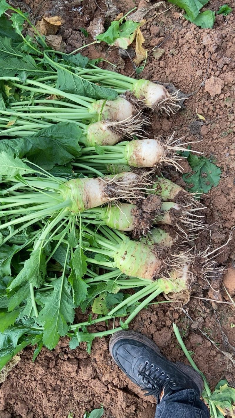 大头菜工厂货大量现货每天可出100吨
