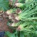 大头菜工厂货大量现货每天可出100吨