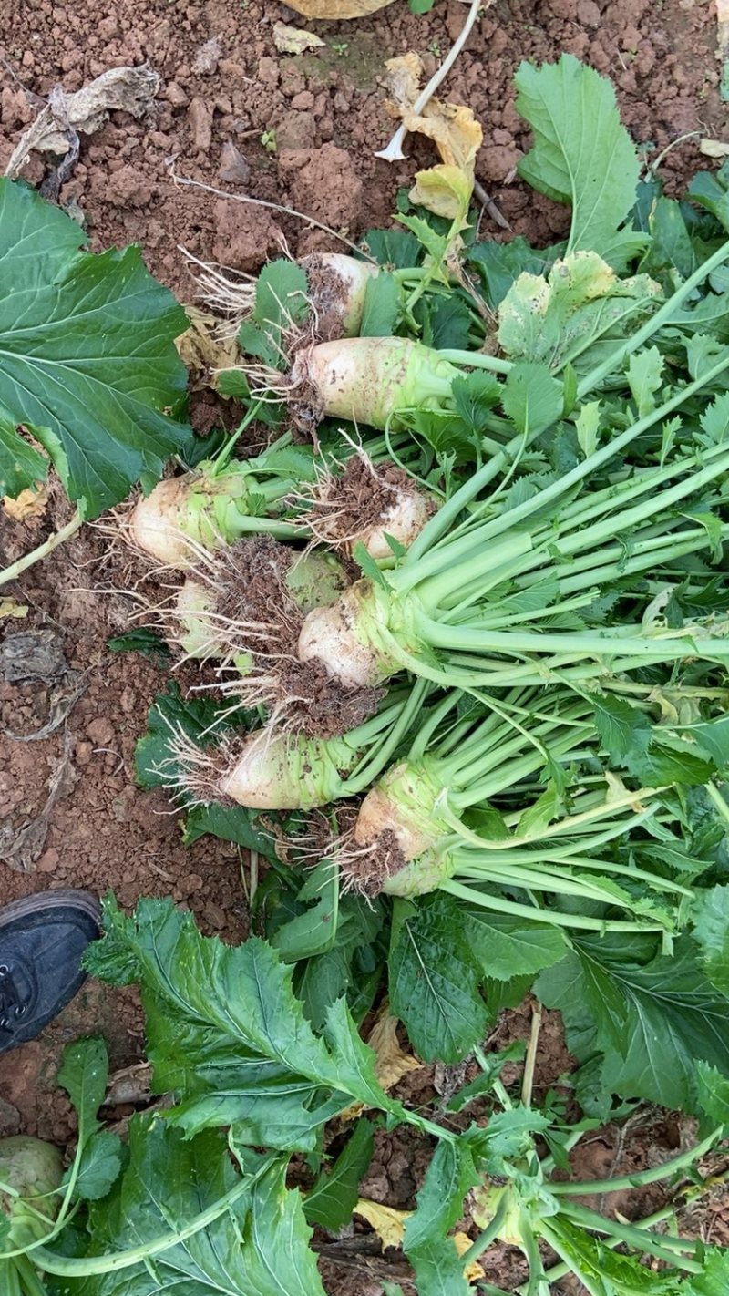 大头菜工厂货大量现货每天可出100吨